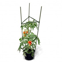 tomato cage in-situ2